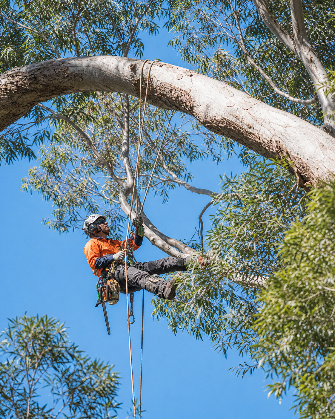 Arborist pruning a tree from ropes